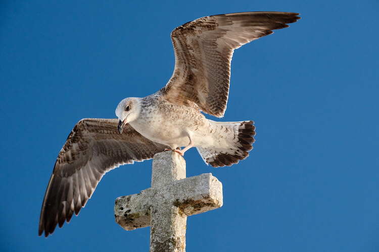 croma